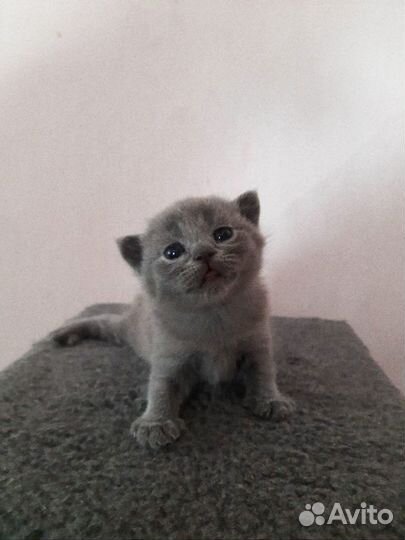 Британская