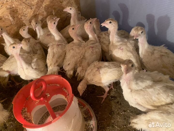 Индюки индюшата