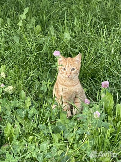 Котята в добрые руки бесплатно