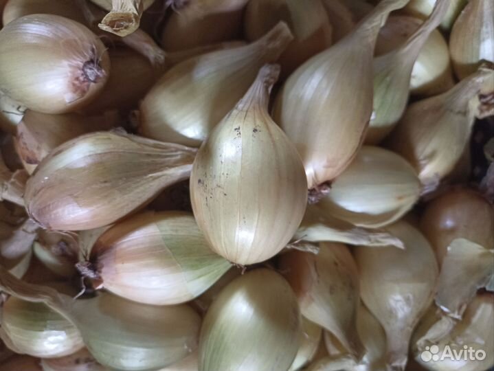 Лук семейный на посадку и перо