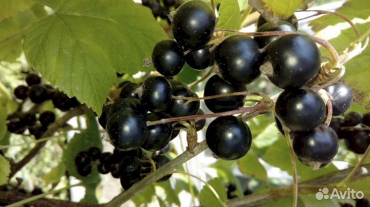 Саженцы черной смородины Дочка