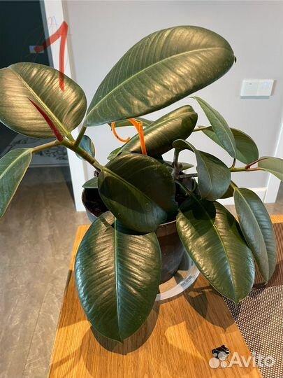 Фикус робуста