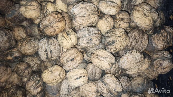 Грецкий орех гигант