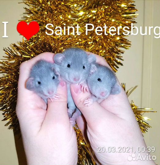 Крыса Крысята, редкого окраса дамбо Бронь