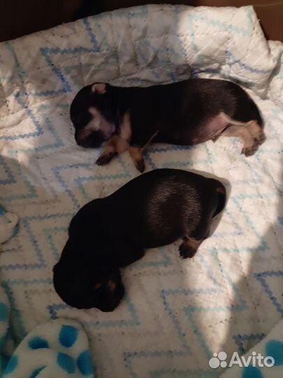 Мини той-терьер щенки продажа