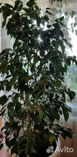 Бенджамина