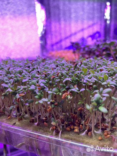 Микрозелень горох