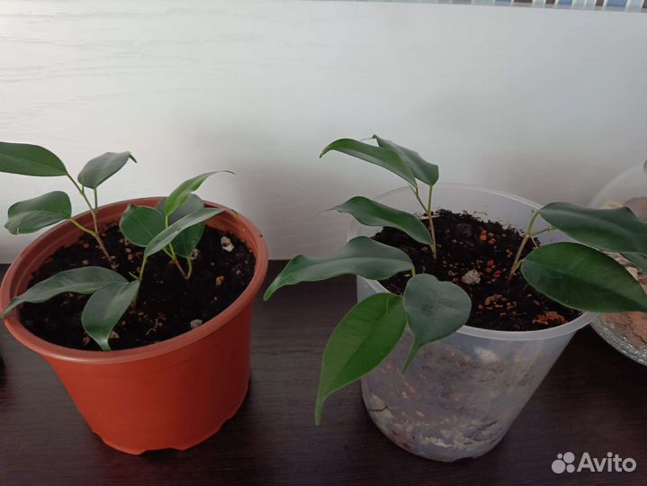 Фикус бенджамина