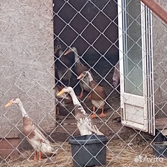 Инкубационное яйцо индийского бегунка