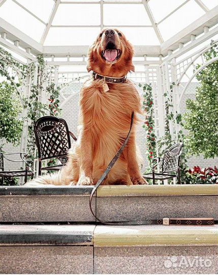 Ошейники и поводки Louis Vuitton