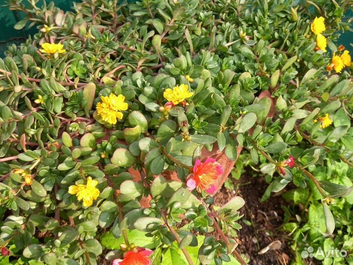 Бегония вецноцветущая, портулак вегетативный