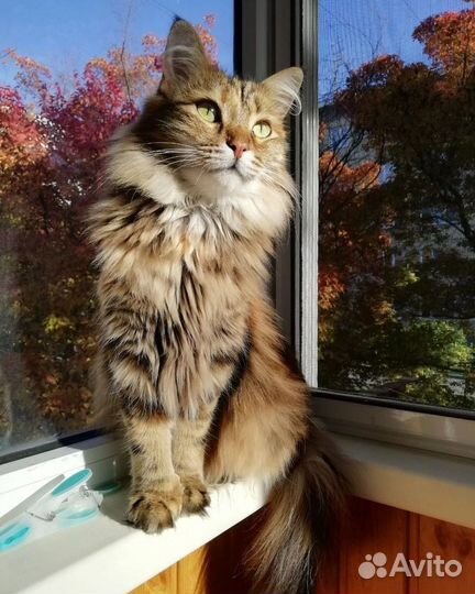 Отдам кошку в добрые руки