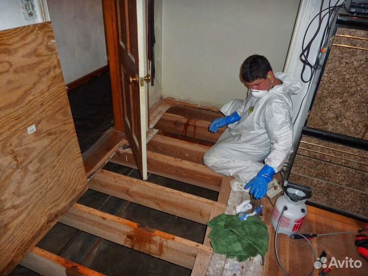 Озонирование, сухой туман, уборка после смерти