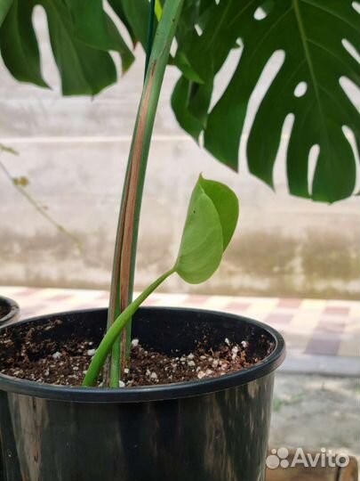 Монстера деликатесная