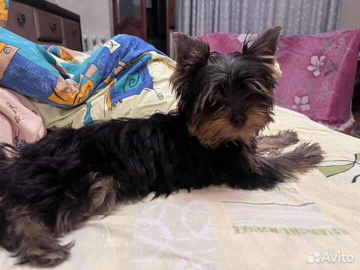 Йоркширский терьер