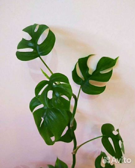 Комнатные модные цветы