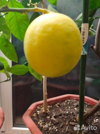 Лимон, лайм,мандарин,кинкан