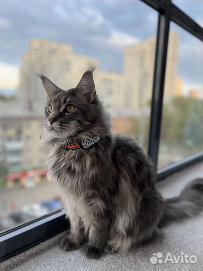 Gps ошейник для кошек