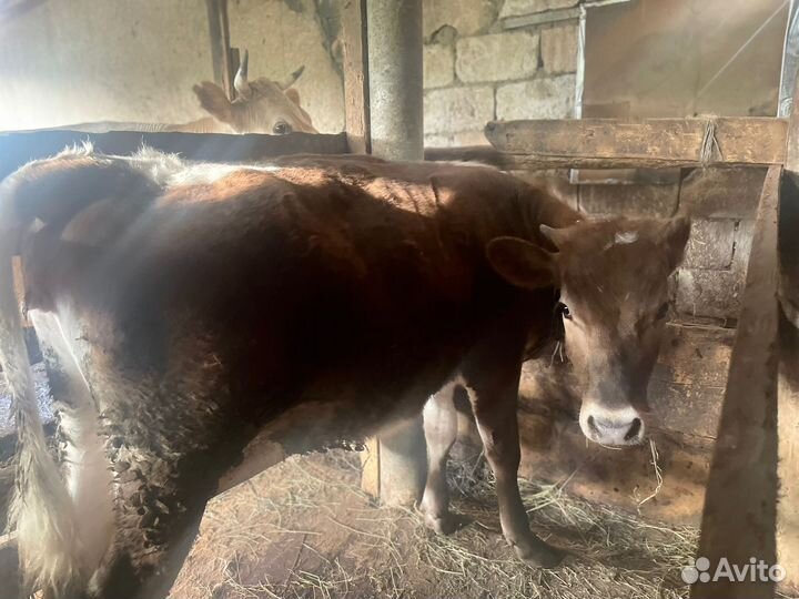 Корова на откорме