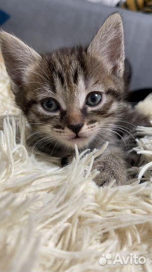 Котята котики