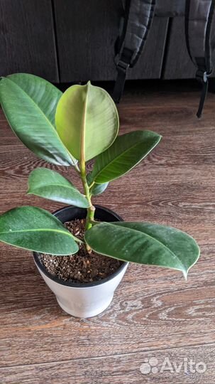 Фикус каучуконосный эластика