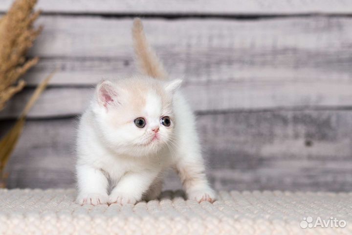 Котята экзо