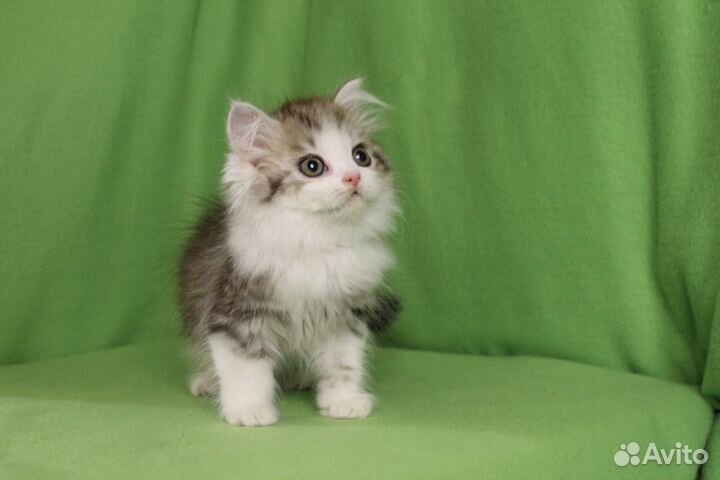 Шотландский красавчик хайленд страйт