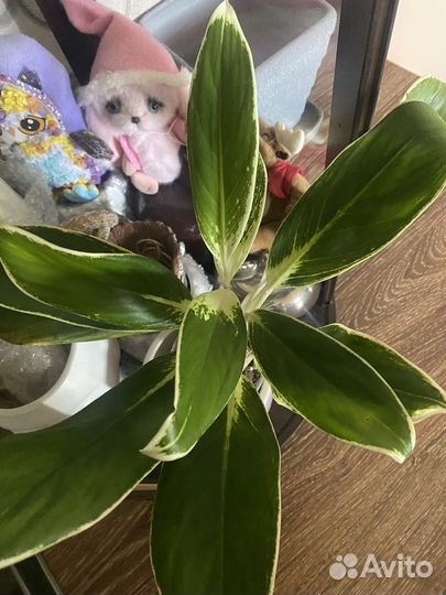 Аглаонема Вайт Лайм