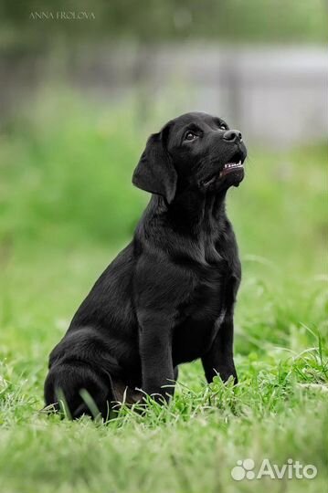 Щенки лабрадора