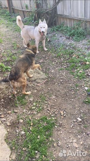 Отдам бесплатно