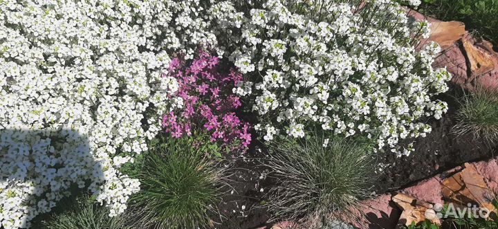 Ирисы низкорослые и др. садовые многолетники