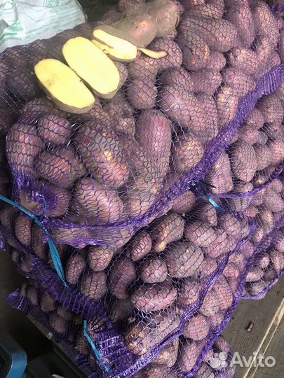 Картофель Вега и Балтика Роуз