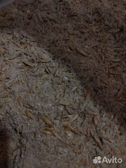 Зерноотходы овёс, горох, ячмень