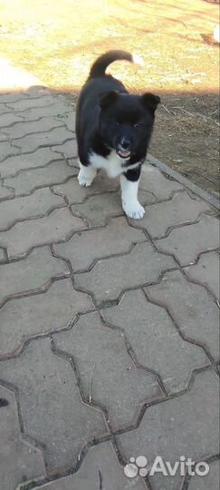 Щенки русско европейской лайки