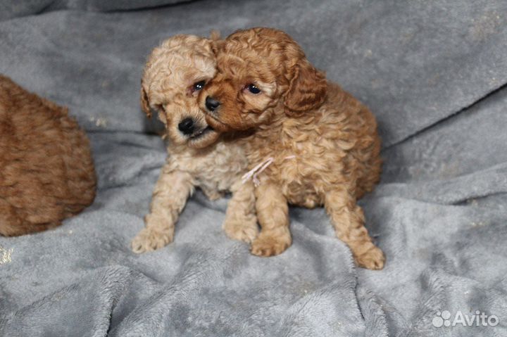 Щенки той-пуделя