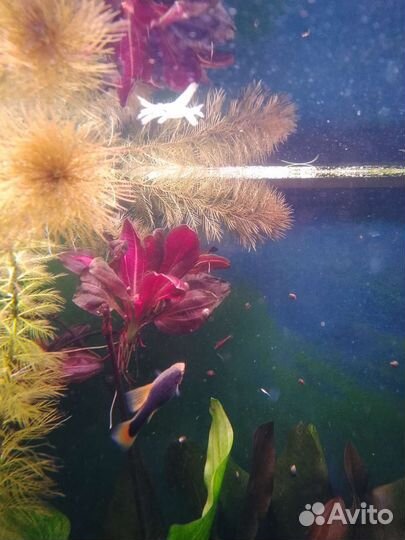 Эхинодорус van helsing