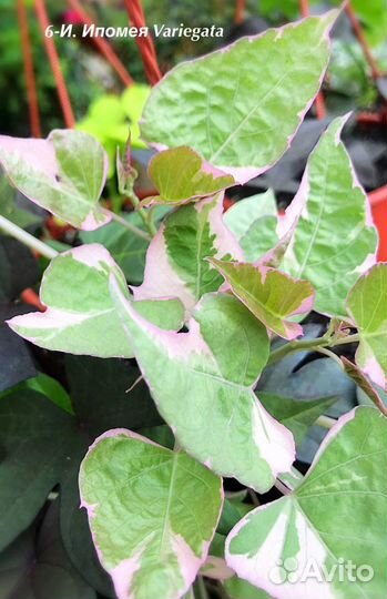 Ипомея батат