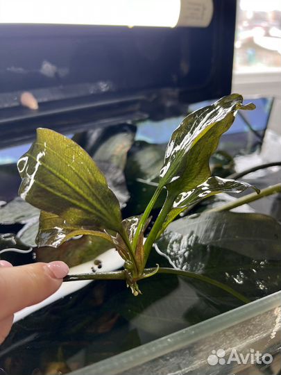 Водоросли Эхинодорус озирис