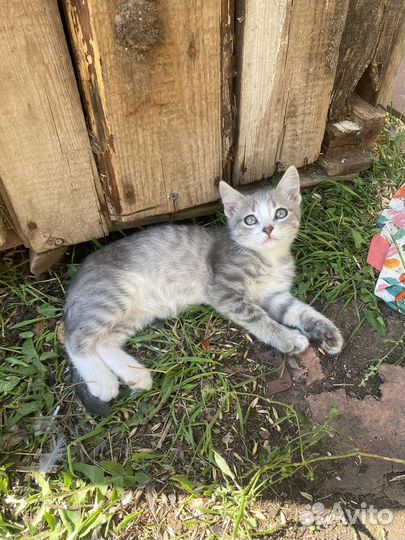 Котенок добрые руки