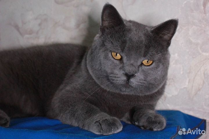 Кот в добрые руки