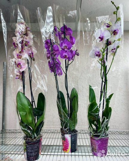 Орхидея фаленопсис на 2 цветоноса