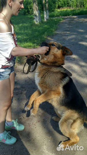 Собака в добрые руки
