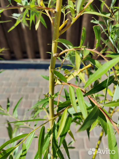 Ива вавилонская