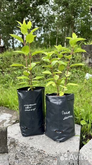 Саженцы гортензии метельчатой Полярный мишка