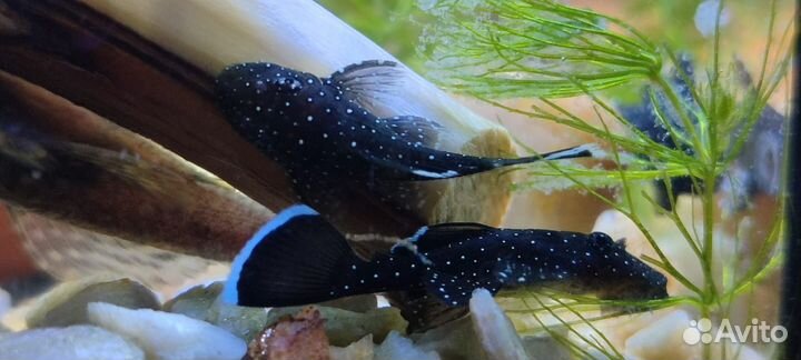 Анциструс звездчатый