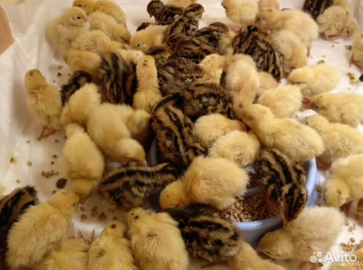 Цыплята перепела