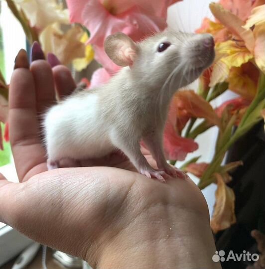 Питомник. Дамбо крысы, крысята, крыса