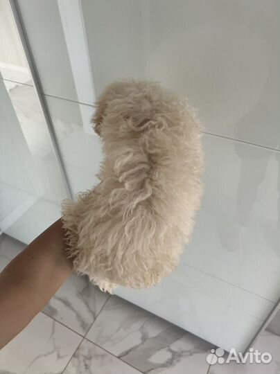 Мальтипу ф1 нежный мальчик кудряшка