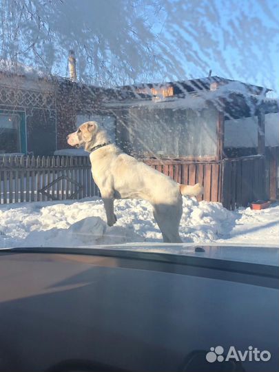 Собака алабай