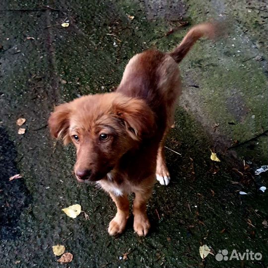 Собака в добрые руки